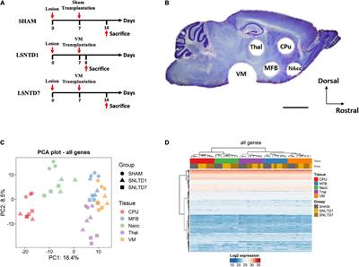 Analysis of the Neuroproteome Associated With Cell Therapy After <mark class="highlighted">Intranigral</mark> Grafting in a Mouse Model of Parkinson Disease